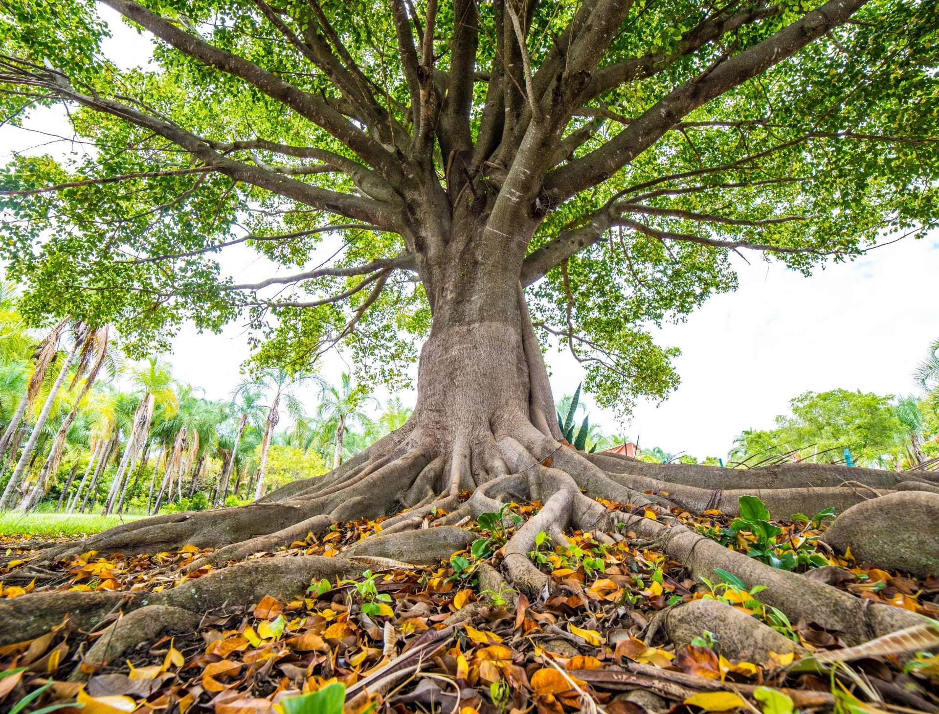 Great tree with sprawling roots spreading across the ground